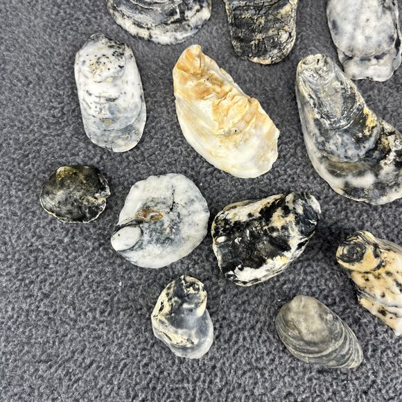 Vintage Oyster Shells Lot 20 Natural Bulk Decor Craft 1-5 Inches Assorted Sizes - Picture 8 of 16